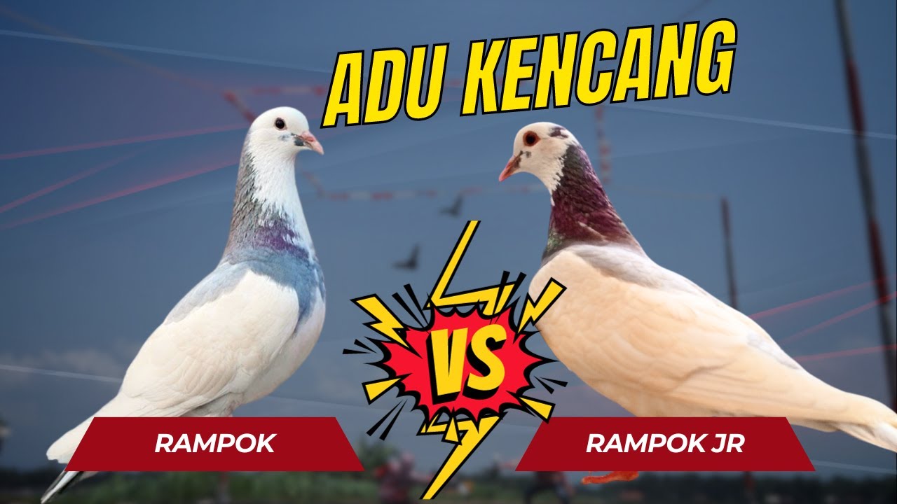 RAMPOK VS RAMPOK AJAIB (RAMPOK JR), KENCANG MANA ?
