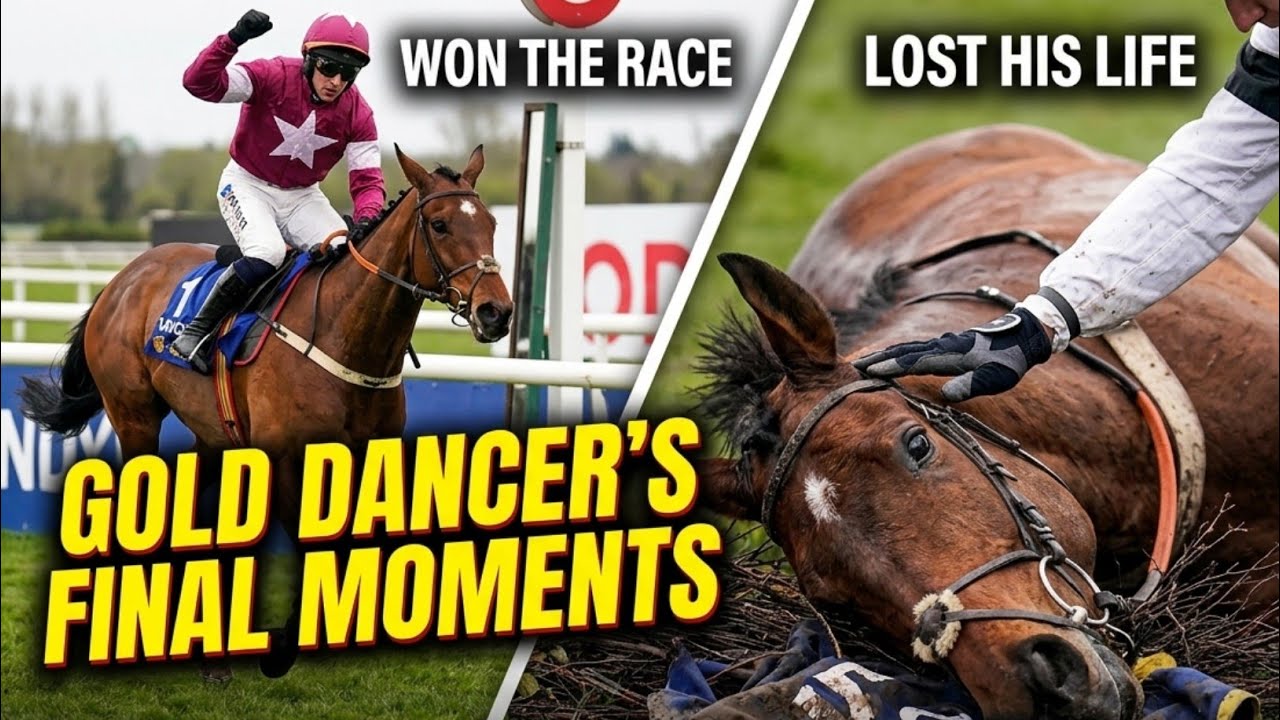 Gold Dancer Died At Aintree Racecourse After Winning His Race
