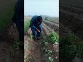 Cris682 spece after one month 35 days crop