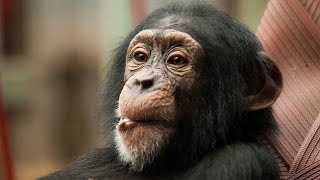 Practical Importance of Human Evolution - Speciation - Phylogenetics Applied