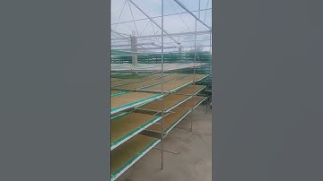 Bánh phồng tôm 🦐 Đặc sản Năm Căn - Cà Mau