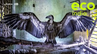 Eco India:Vulture restaurants in Maharashtra's Raigad district are helping revive vulture population