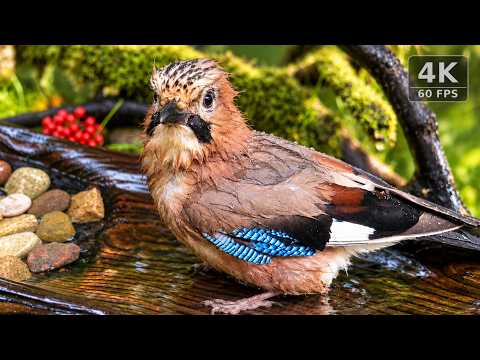 The Most Relaxing 26 Minutes in the Forest | Wild Bird Spa