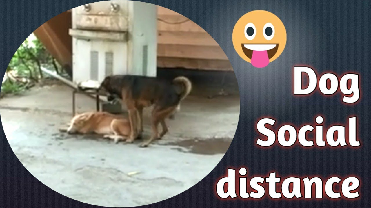 Social Distance by dogs Funny Video ️ YouTube