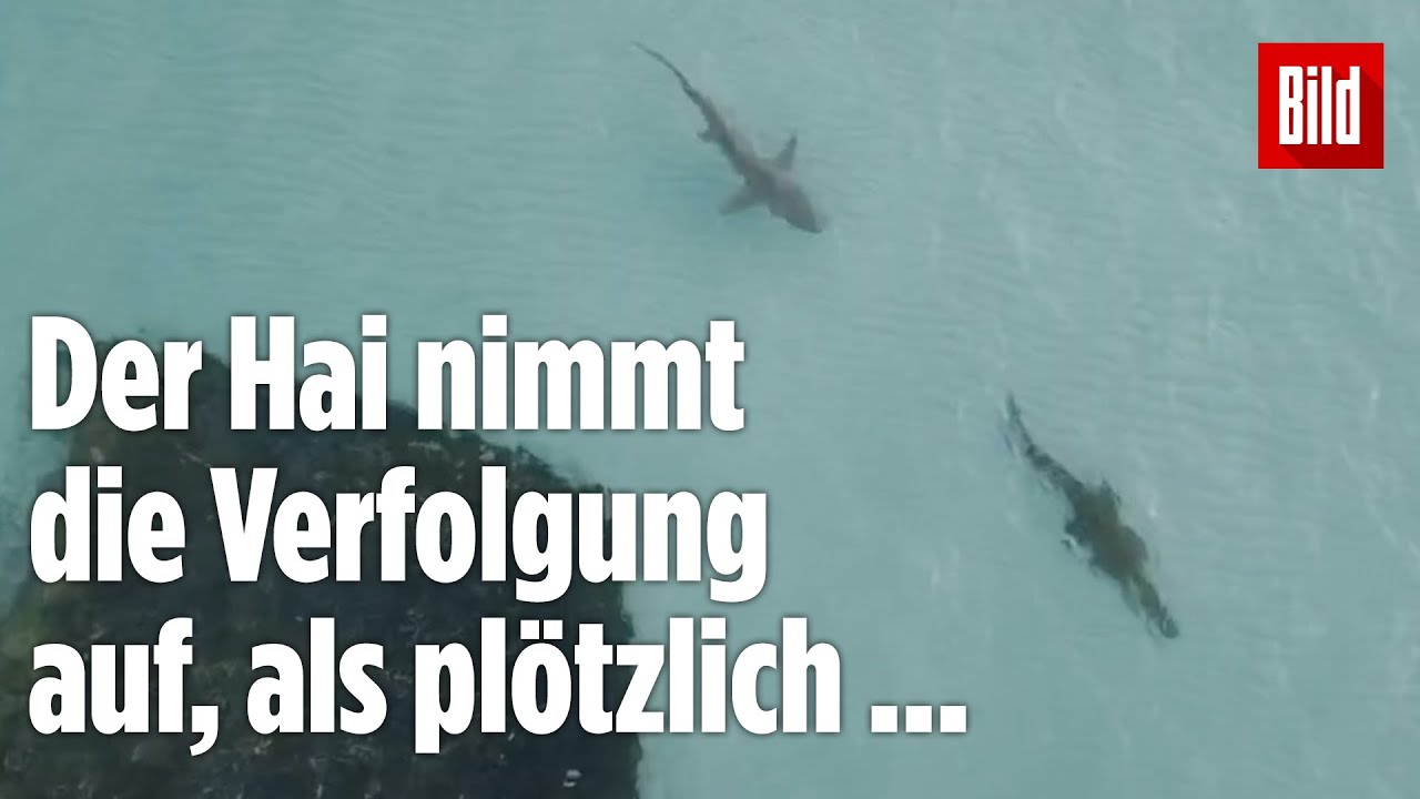 Paluten REAGIERT auf Die 15 schrecklichsten Hai Momente, die auf Kamera festgehalten wurden