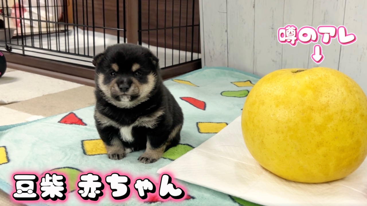 Mini Shiba Inu] A super cute baby and the rumored thing appear