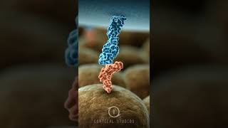 Competitive Exclusion - Clostat - Probiotics - Kemin - Cortical Studios