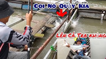 Câu Cá Tra Sông , Mùa Nước Đỗ Lúc Nào Cũng Có Hàng Khủng Quá Đã |Trần Đại Fishing |T23