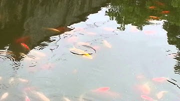 koy pond fish of the season- thiên đường cá cảnh