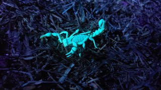 Thrunite Archer UV - Very Effective! Thrunite Archer Uv
