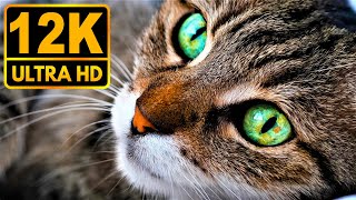 12K HDR | See The Blacks (Dolby Vision)