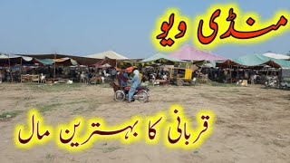 SAHIWAL MANDI VIEW||BAKRA EID||tariq Goat Info