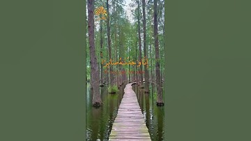 🍀 إنا وجدناه صابرا نعم العبد إنه أواب 🍀🤍🍀تلاوة مبكية🍀🤍🍀 القارئ ادريس ابكر من أورع ما سوف تسمع اليوم🍀