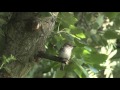 Spotted Flycatcher Spotted Flycatcher