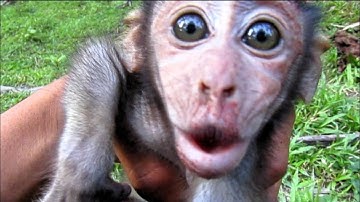 HUNTING MONKEY‼️pest control kera liar