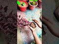 **प्रोपेगेशन का सुकून। 🧘‍♂️🍃**#PlantCare #Propagation #ShortAndSweet #GreenHome #BloodLeaf