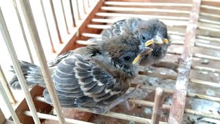 Suara Anak Burung Gereja untuk Mikat dan Masteran