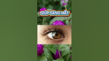 Những công dụng tuyệt vời của hoa cúc bách nhật | Thảo Dược THAPHACO