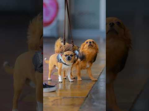 Logan & avicci 💌 son muy cariñosos 🥰 #perros #perrosbonitos #viral