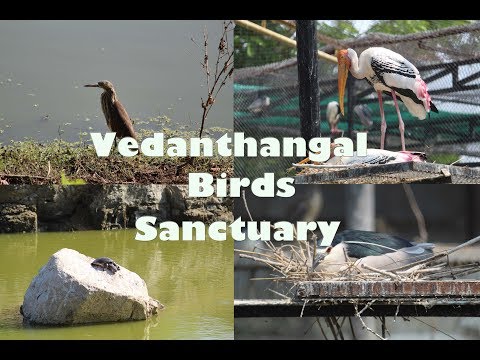 vedanthangal-birds-sanctuary-weekend-trip/-travel-india-tv...