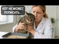 Повод к вызову: кот плохо писает