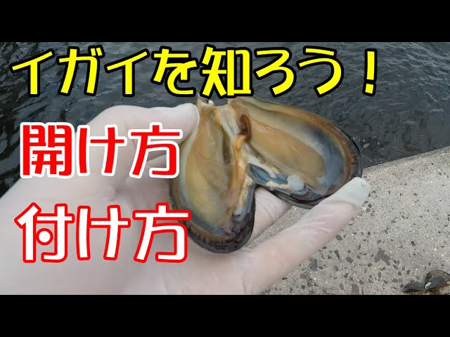 マンガン イガイ採り イガイ取り カラス貝 マンガン イガイ採り イガイ取り カラス貝 tatsumiya123_zm019