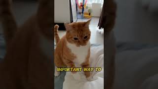 Why Do Cats Punch You The Real Meaning Behind Your Cat s Paw Swats
