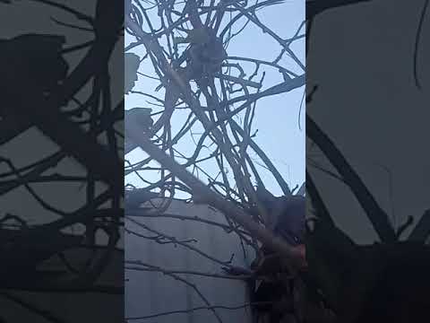 Актинидия 2021. Мужской
