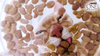 😺猫ちゃんの身体は「たんぱく質」でできている。だからこそ41%配合 ピュリナ ワン 高たんぱくシリーズ