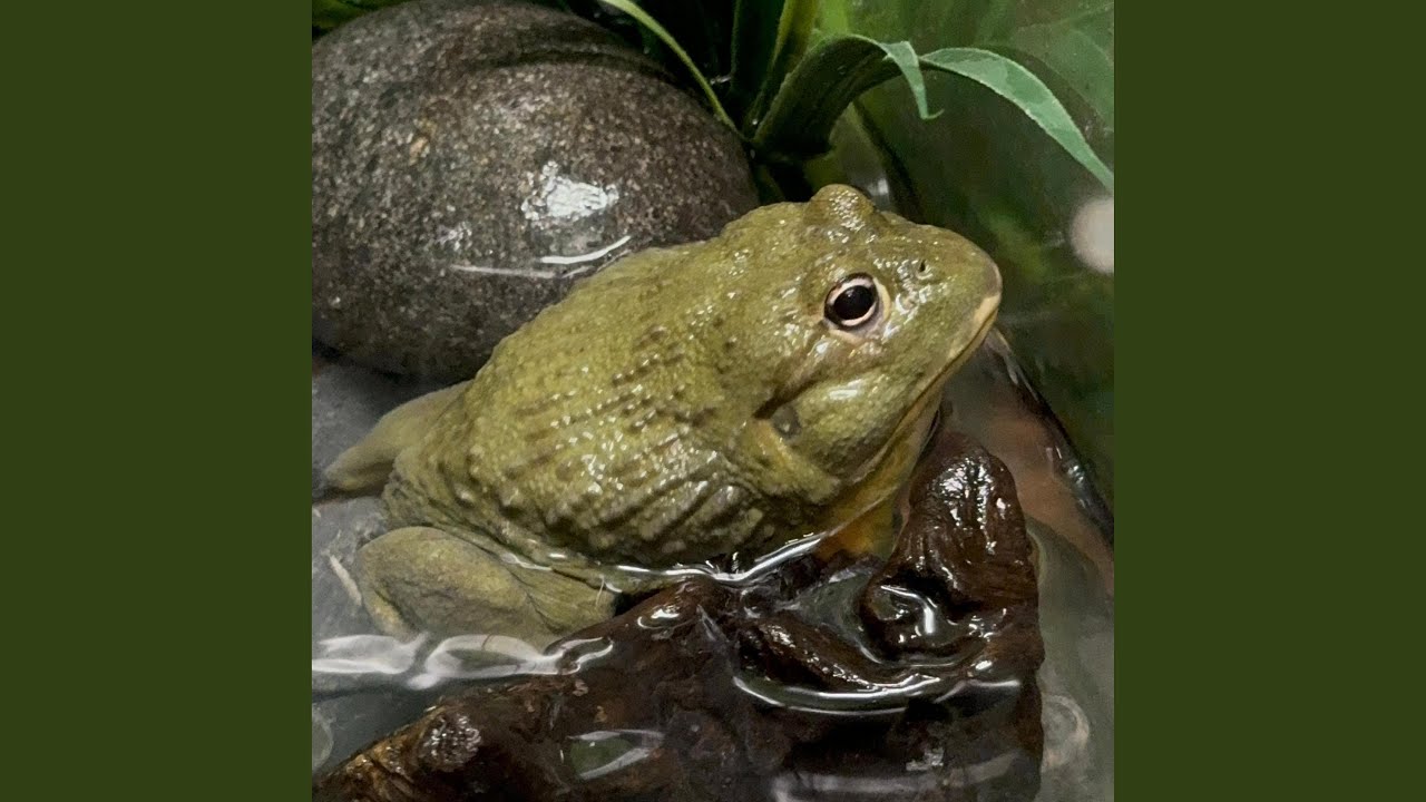 Chaos & War (feat. Fia Frasz) (BLACKENED DEATH METAL)