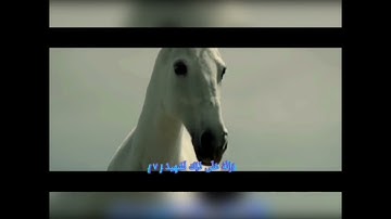 الشيخ هاني الرفاعي  سورة العاديات 