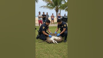 Brave Policer Save Cat From Python