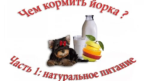 Чем кормить йоркширского терьера? Часть 1: натуральное питание щенка