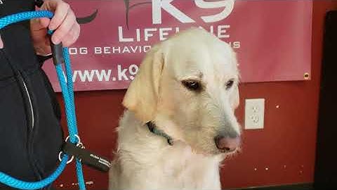 How To "Transition" the K9 Lifeline Transitional Leash