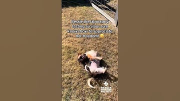 Animal-Testing Survivor Beagle Enjoys Her Freedom 🐶🌞✨❤️