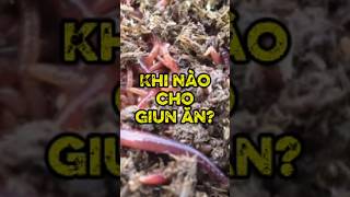 Nhận biết khi nào thì cbo giun ăn #huongdannuoigiun #giunquebavi #nongnghieptuanhoan