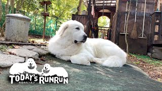 初秋を満喫するルンルンとアランです　Great Pyrenees　グレートピレニーズ