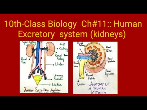 homeostasis excretory