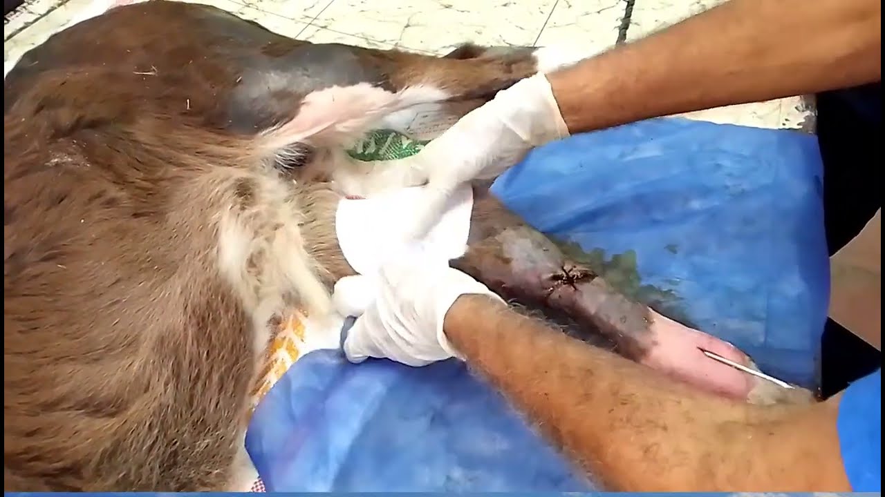 🐄 Treating compound meta-tarsal fracture in a calf by intra-medullary bone pinning & plaster cast 🐄