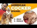 American Cocker Spaniel Puppy in INDIA  | Buy Cocker Spaniel puppy  |  Cocker Breed Information