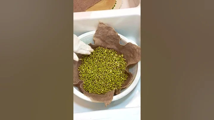 How to Sprout Mung Beans - Done Right and Perfect Every Time #Shorts - DayDayNews