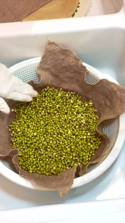 How to Sprout Mung Beans - Done Right and Perfect Every Time #Shorts