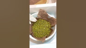 How to Sprout Mung Beans - Done Right and Perfect Every Time #Shorts