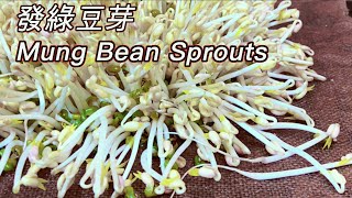 How to Sprout Mung Beans - Done Right and Perfect Every Time #Shorts