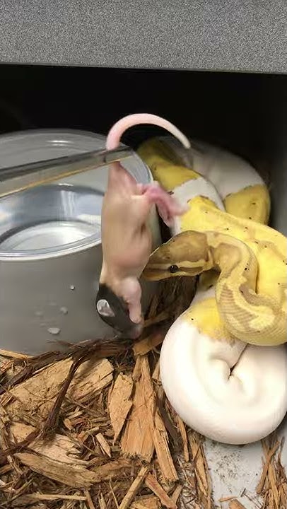 Ball Python Defensive Strikes at Pray. #shorts - YouTube