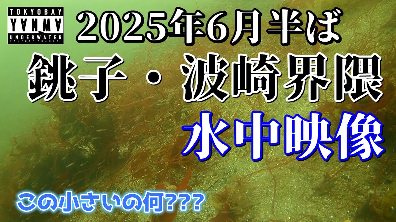 4K【水中映像】2025年6月半ばの銚子・波崎界隈の水中 生命感ある海は