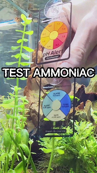 Ammonia Alert - Continuous Ammonia Sensor - Bulk Reef Supply