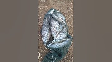 Một đêm câu cá thác lác tại Sông Rây