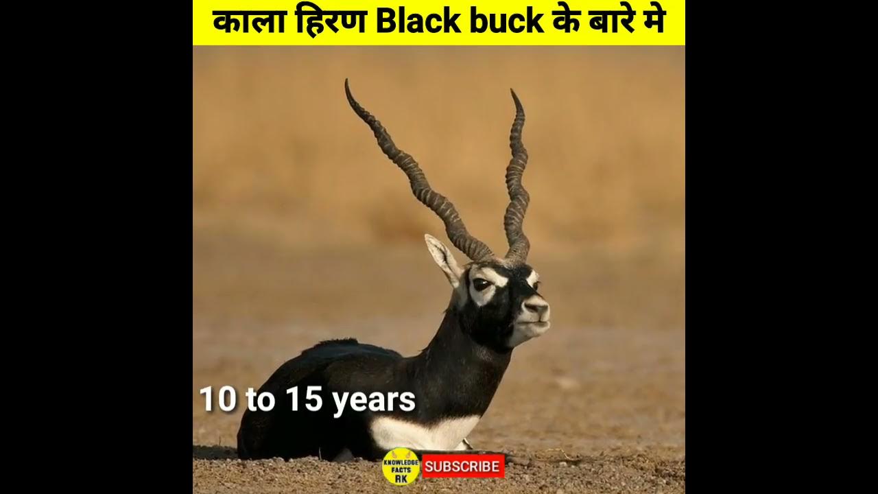 black-buck-animals-amazing-facts-in-hindi