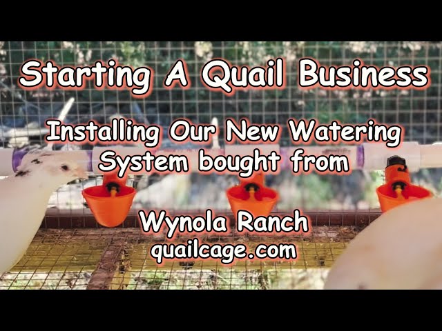 Easy Watering System Install from Wynola Ranch - Starting A Quail Business class=